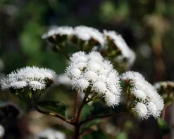 Eupatorium rugosum 'Chocolate'