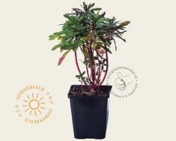 Euphorbia amygdaloides 'Purpurea'