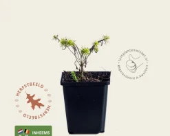 Euphorbia cyparissias