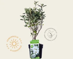 Exochorda 'Kolmaspirit Magical Springtime'