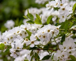 Exochorda racemosa 'Niagara' - XL
