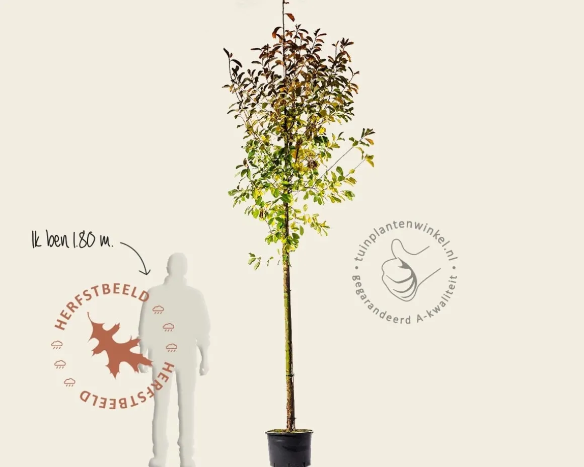 Exochorda serratifolia 'Snow White' - hoogstam