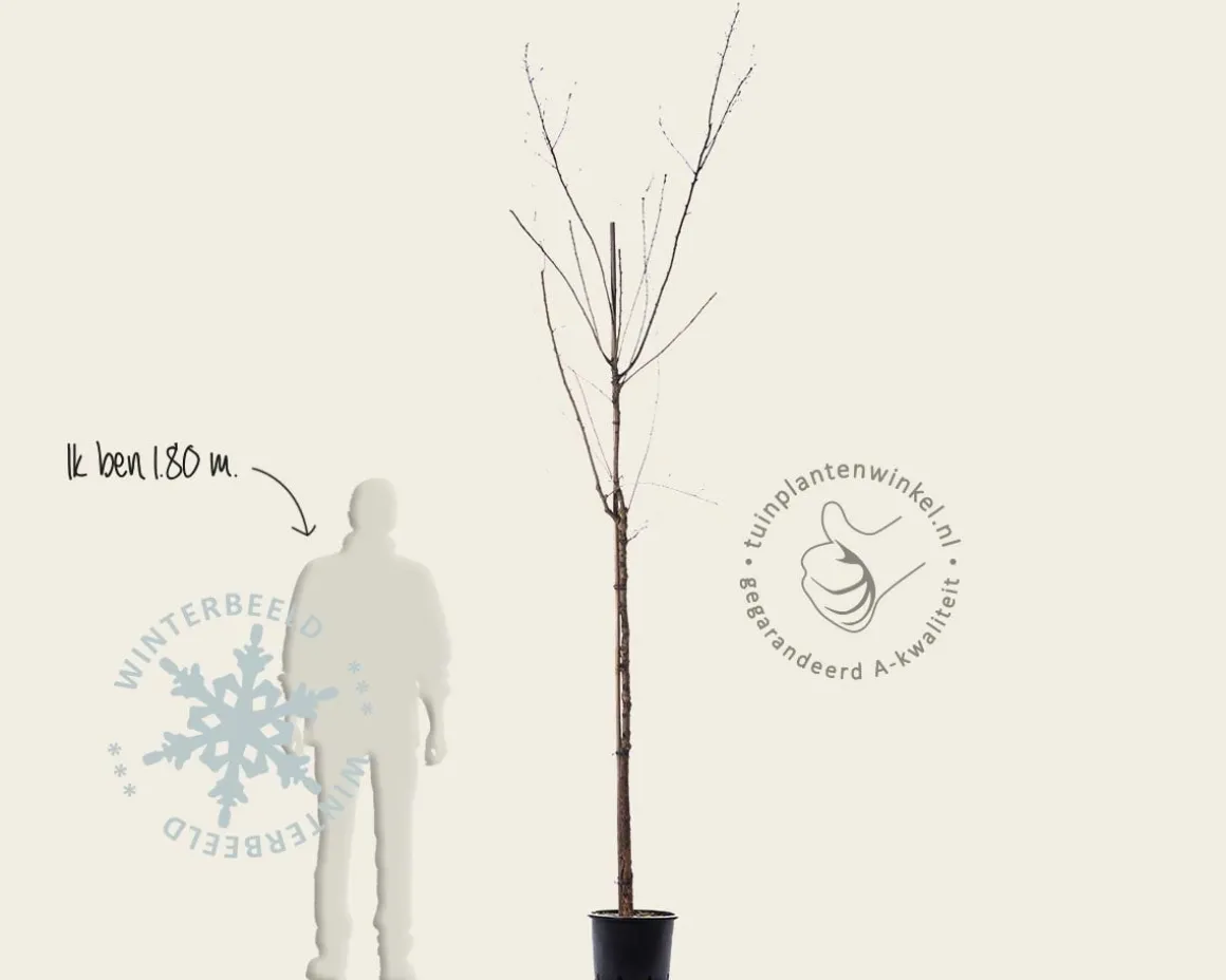 Exochorda serratifolia 'Snow White' - hoogstam