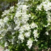Exochorda x macrantha 'The Bride'
