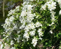 Exochorda x macrantha 'The Bride'