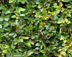Fagus sylvatica