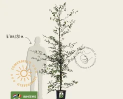 Fagus sylvatica