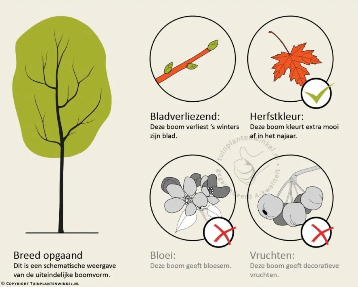 Fagus sylvatica