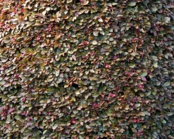 Fagus sylvatica 'Atropunicea'