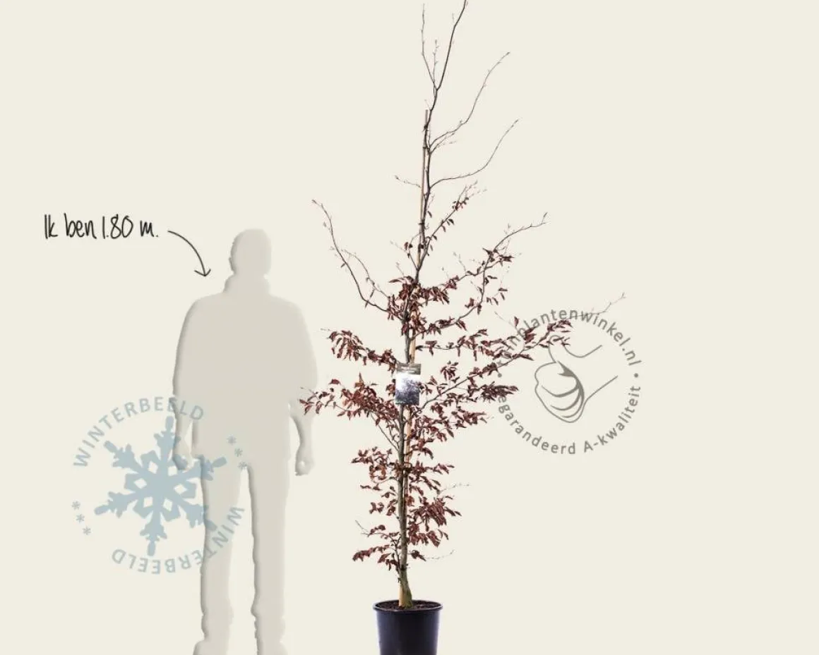 Fagus sylvatica 'Atropunicea'