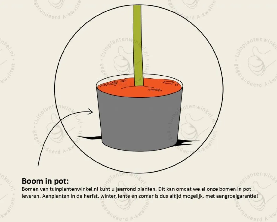 Fagus sylvatica 'Atropunicea'