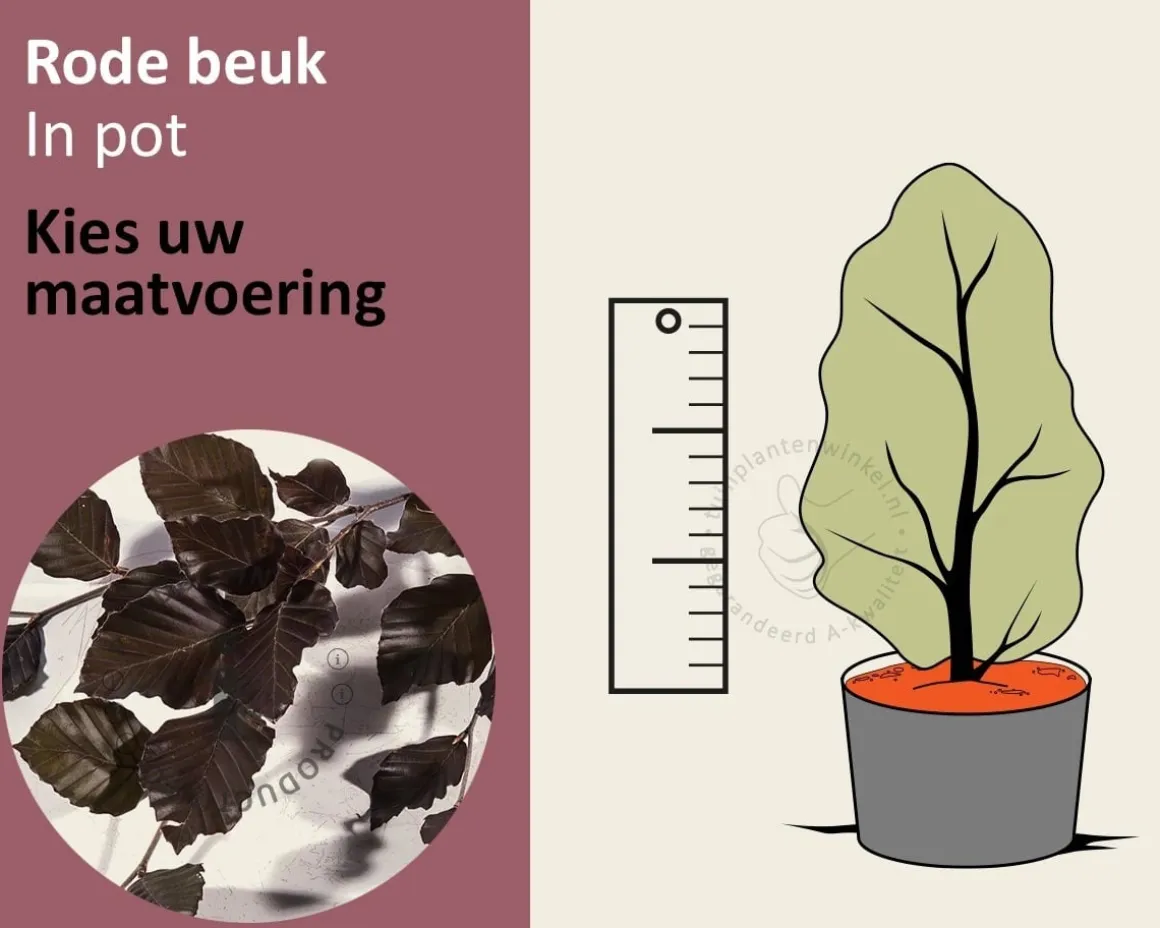 Fagus sylvatica 'Atropunicea' (Rode Beuk) - in pot