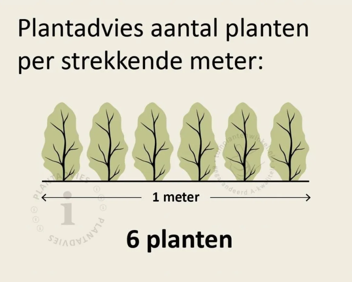 Fagus sylvatica 'Atropunicea' (Rode Beuk) - in pot