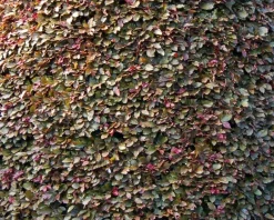 Fagus sylvatica 'Atropunicea' (Rode Beuk) - in pot