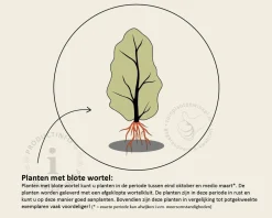 Fagus sylvatica 'Atropunicea' (Rode Beuk) - blote wortel
