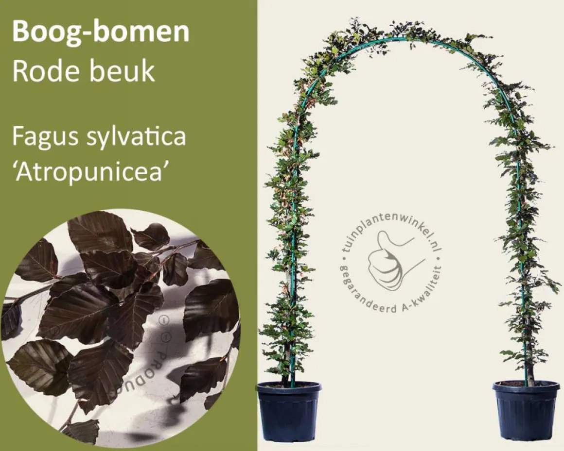 Fagus sylvatica 'Atropunicea' - Boogvorm set