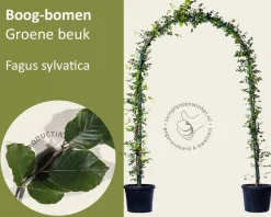 Fagus sylvatica - Boogvorm set