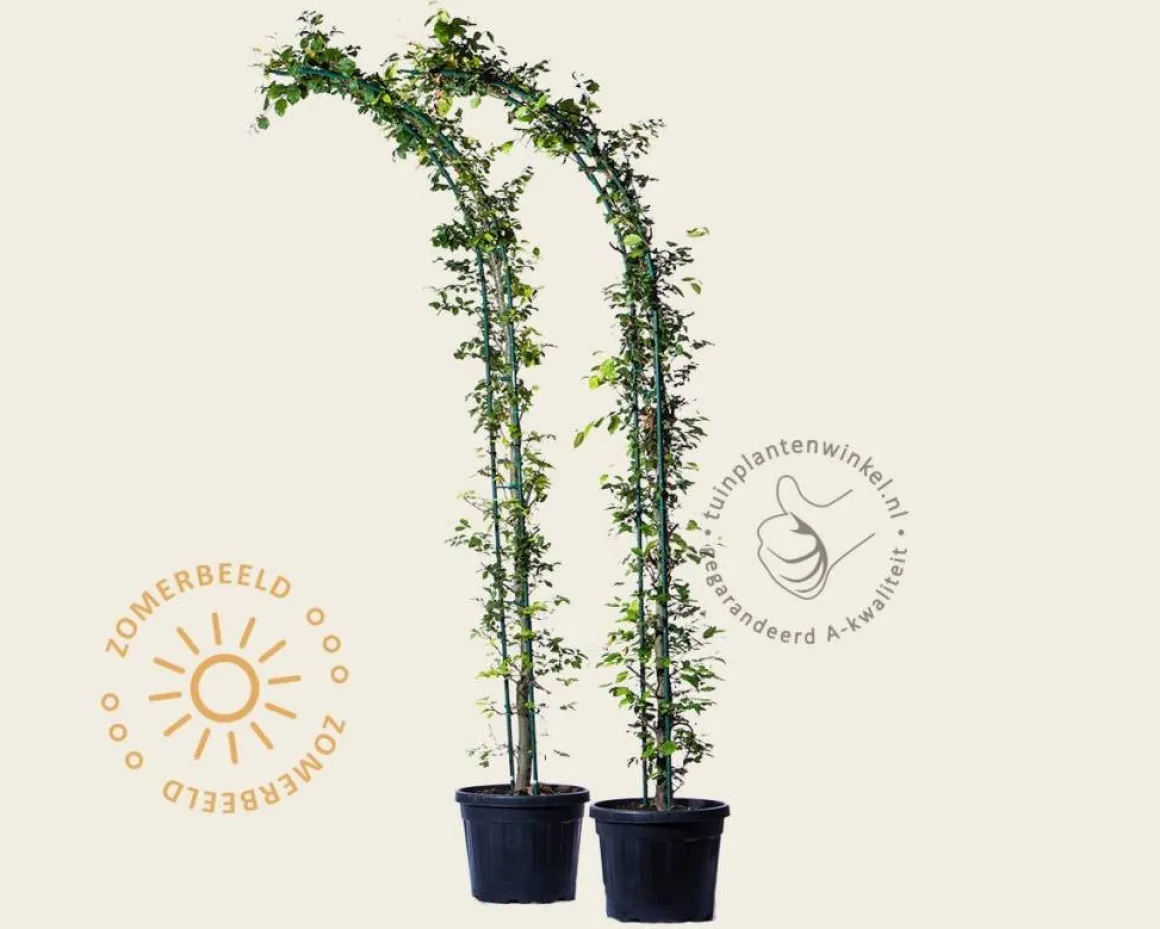 Fagus sylvatica - Boogvorm set