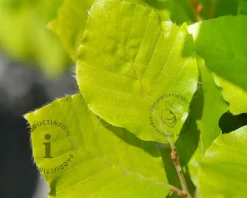 Fagus sylvatica 'Dawyck Gold'