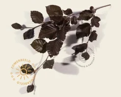 Fagus sylvatica 'Dawyck Purple'