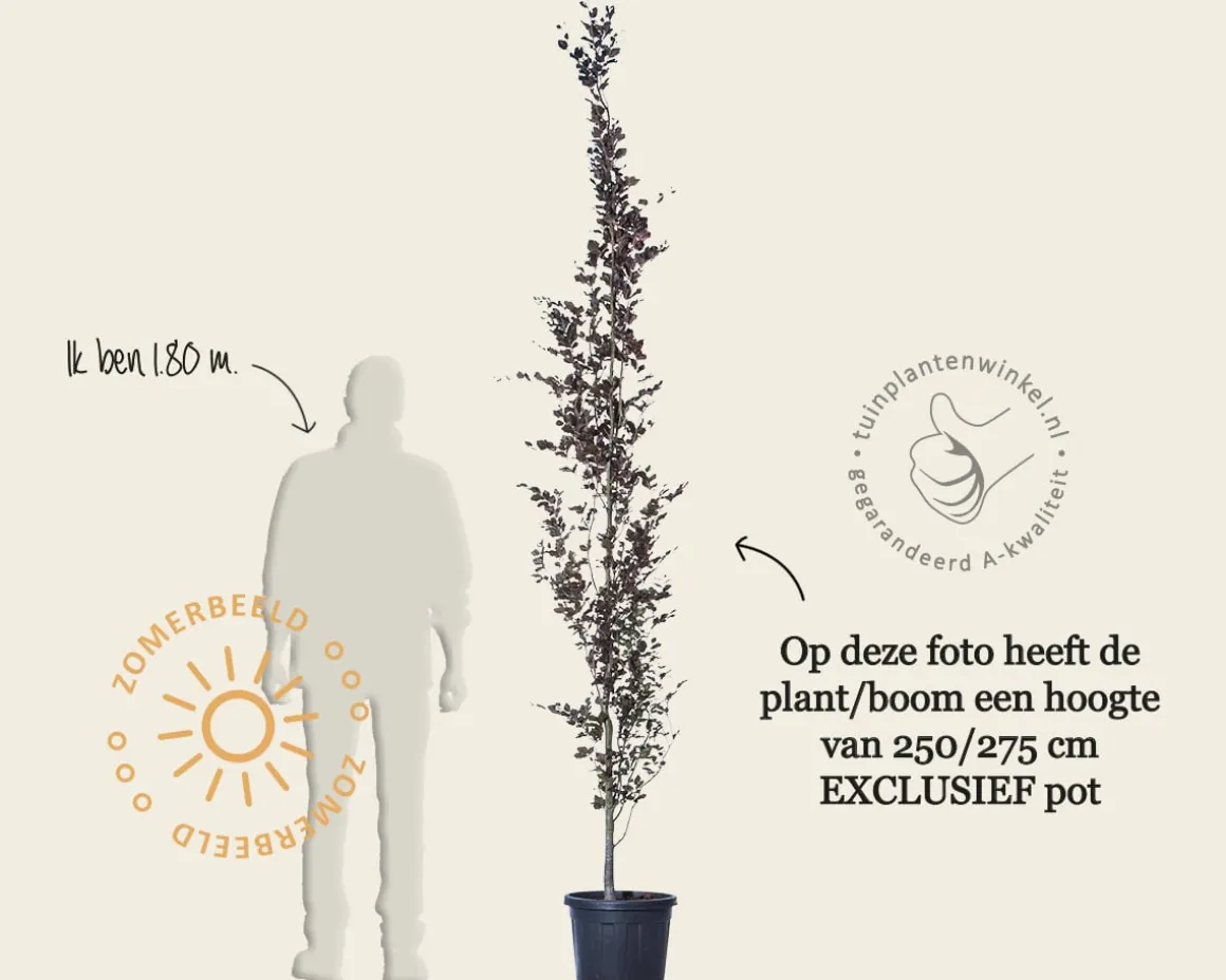 Fagus sylvatica 'Dawyck Purple'