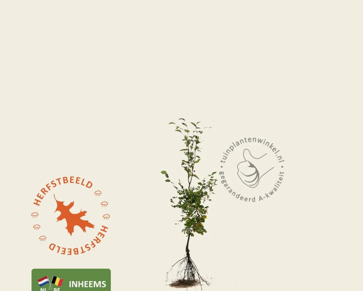 Fagus sylvatica (Groene Beuk) - blote wortel