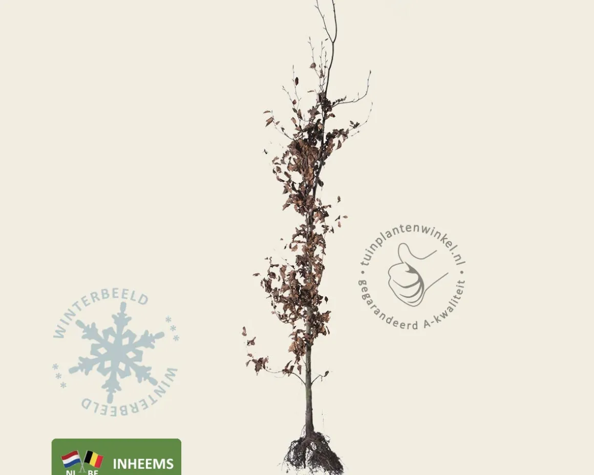 Fagus sylvatica (Groene Beuk) - blote wortel