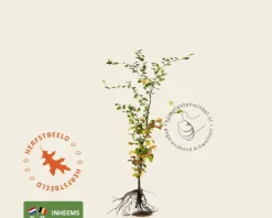 Fagus sylvatica (Groene Beuk) - blote wortel