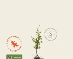 Fagus sylvatica (Groene Beuk) - blote wortel