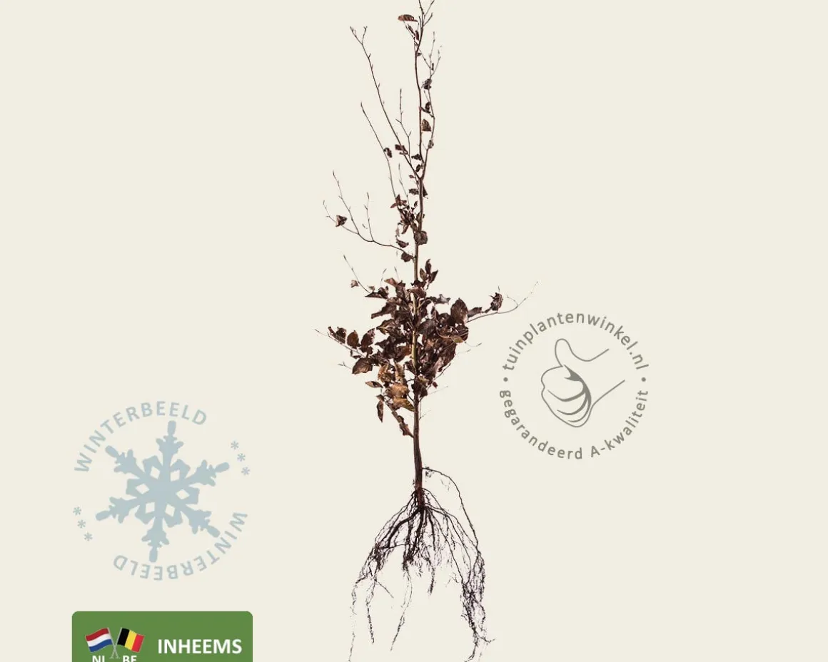 Fagus sylvatica (Groene Beuk) - blote wortel