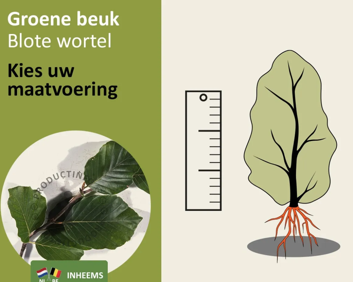 Fagus sylvatica (Groene Beuk) - blote wortel
