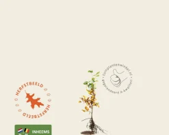 Fagus sylvatica (Groene Beuk) - blote wortel