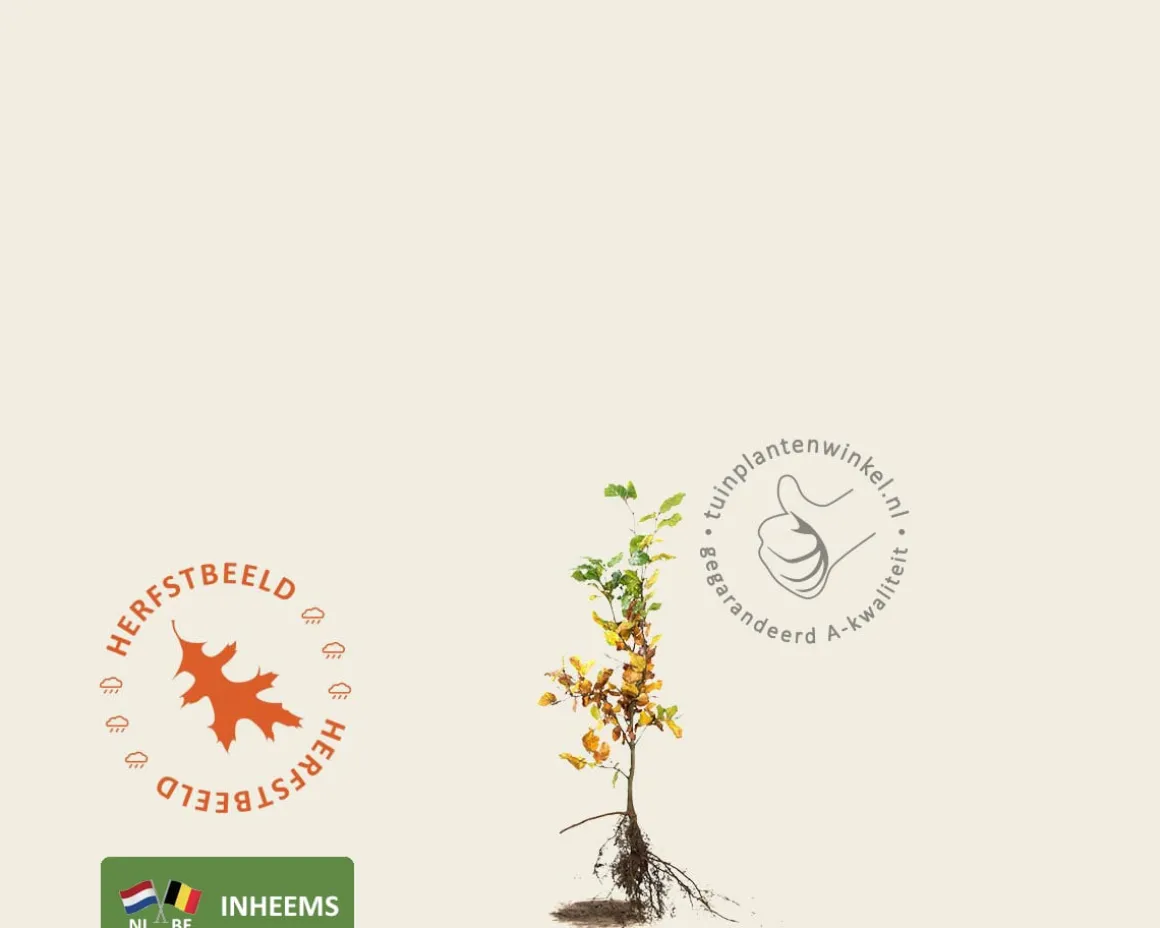 Fagus sylvatica (Groene Beuk) - blote wortel