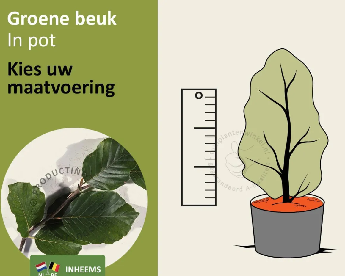 Fagus sylvatica (Groene Beuk) - in pot