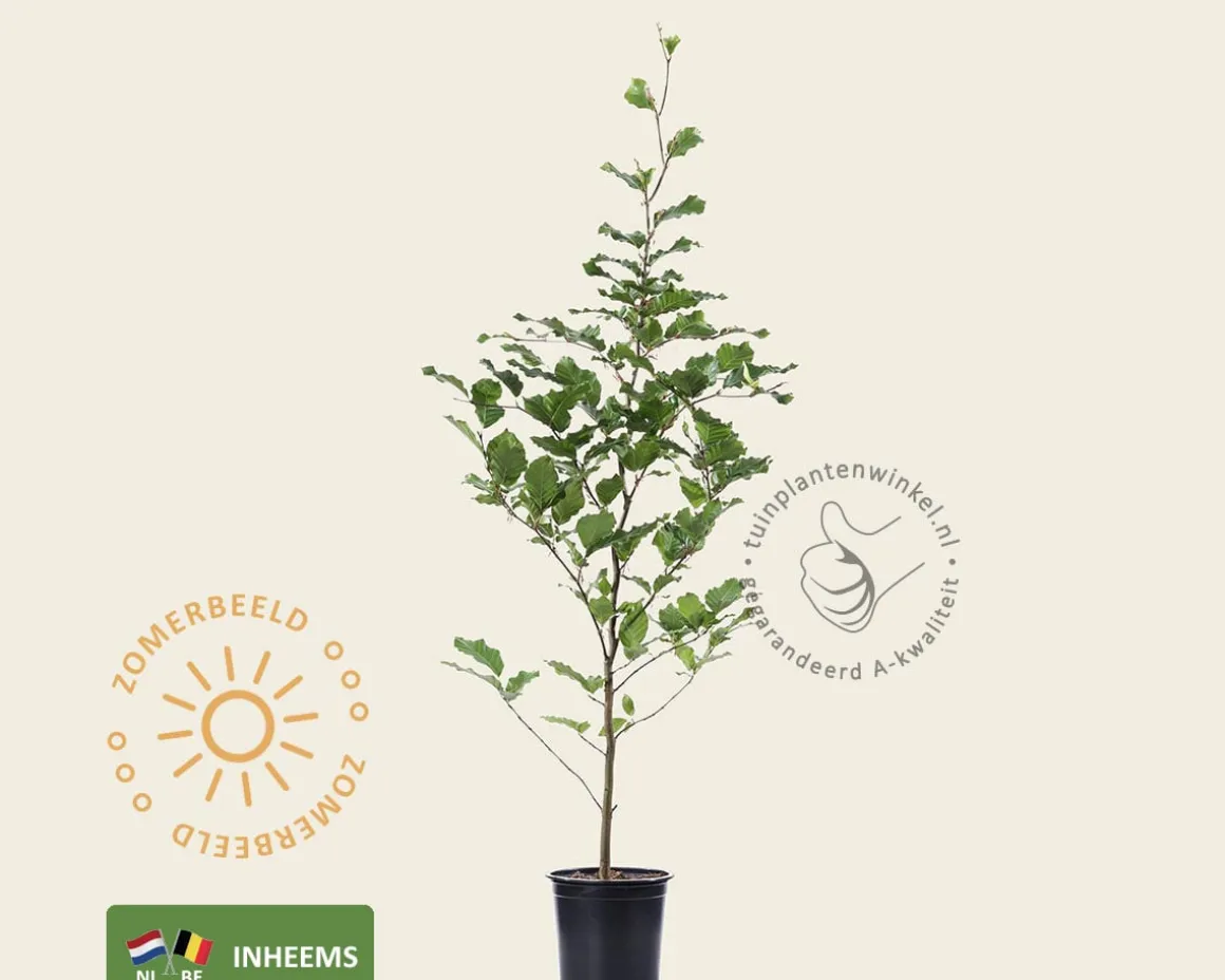 Fagus sylvatica (Groene Beuk) - in pot