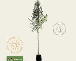Fagus sylvatica - hoogstam