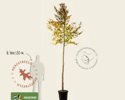 Fagus sylvatica - hoogstam