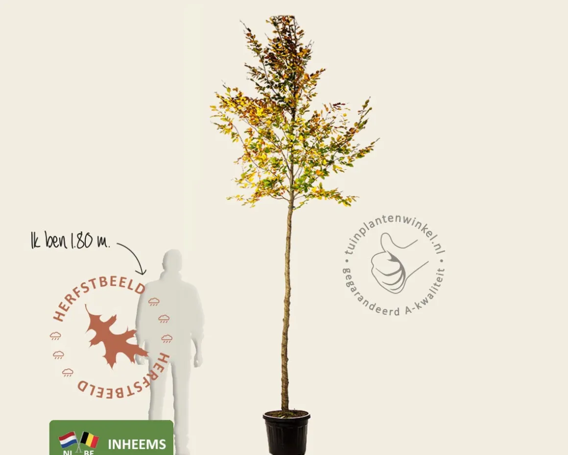 Fagus sylvatica - hoogstam
