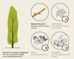 Fagus sylvatica 'Midnight Feather' - beveerd