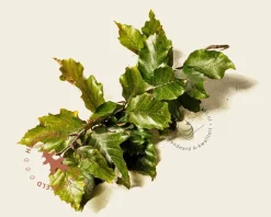 Fagus sylvatica 'Rohan Obelisk'