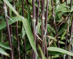 Fargesia 'Black Dragon'