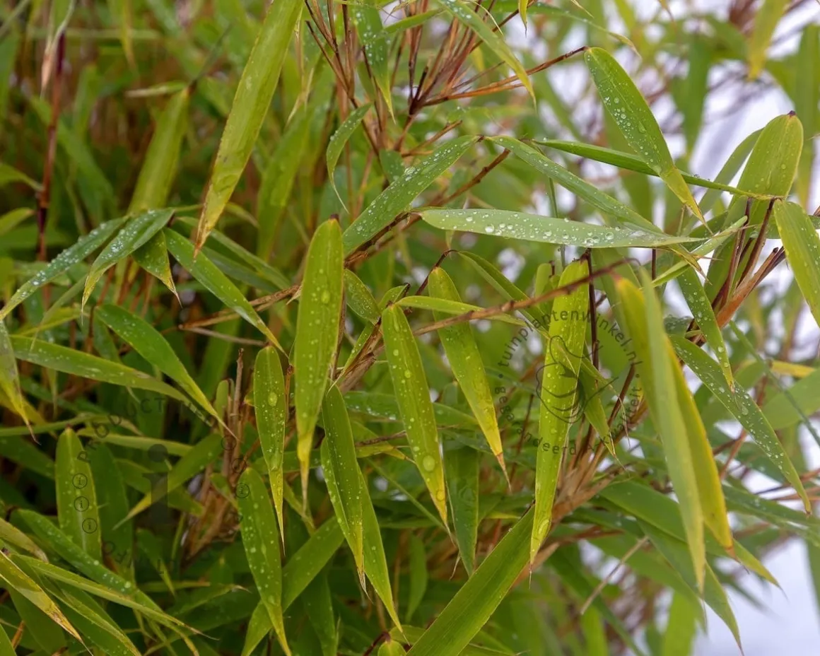 Fargesia murielae 'Jumbo'