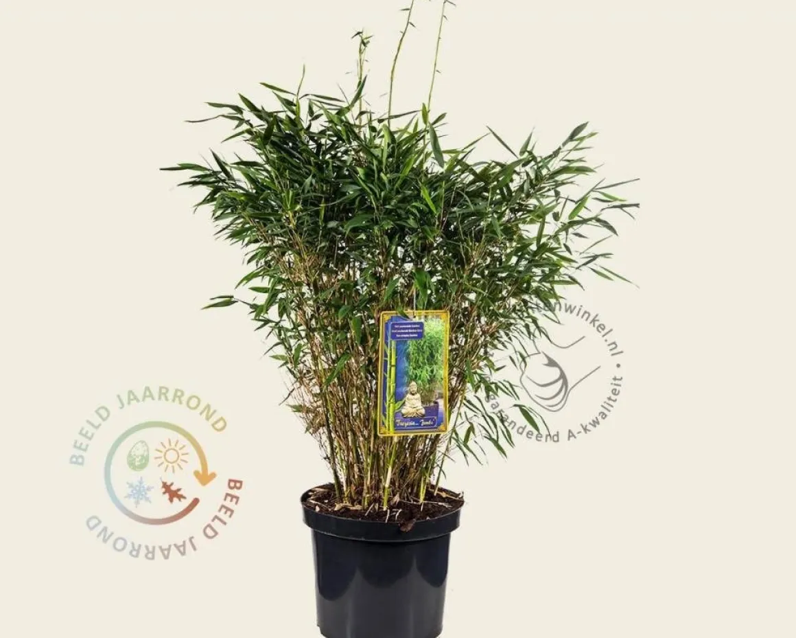 Fargesia murielae 'Jumbo'