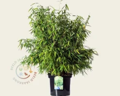 Fargesia murielae 'Simba'