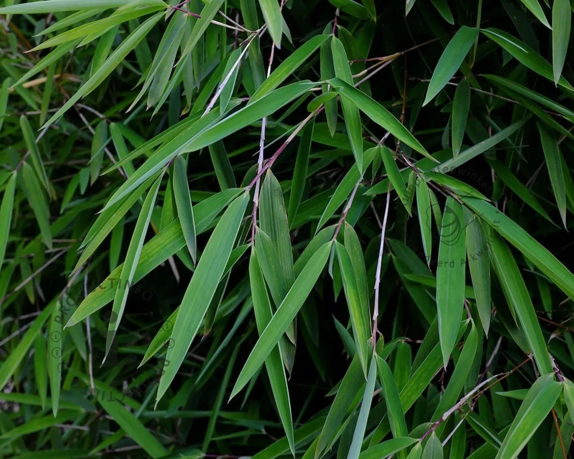 Fargesia nitida 'Gansu'