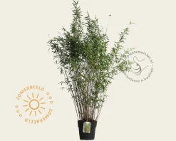 Fargesia nitida 'Gansu'