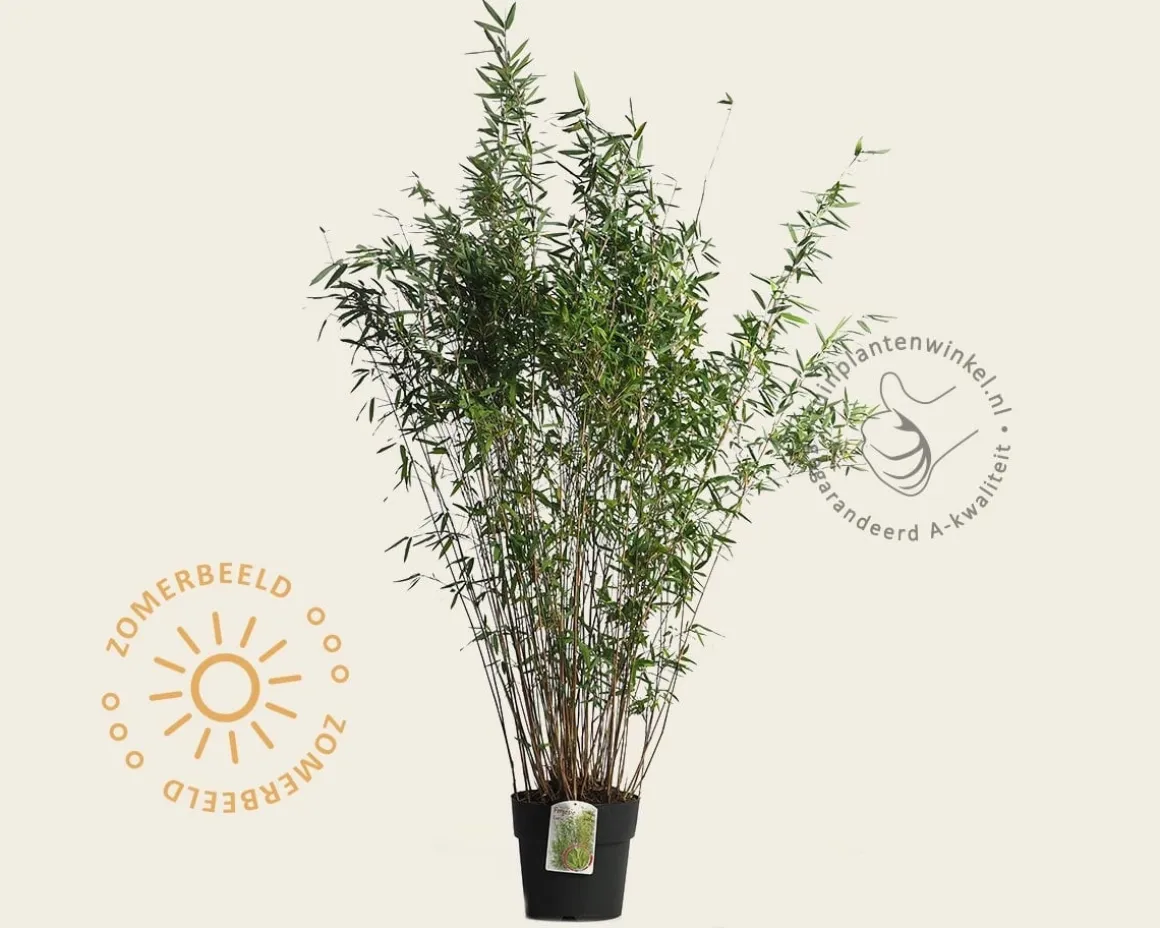 Fargesia nitida 'Gansu'