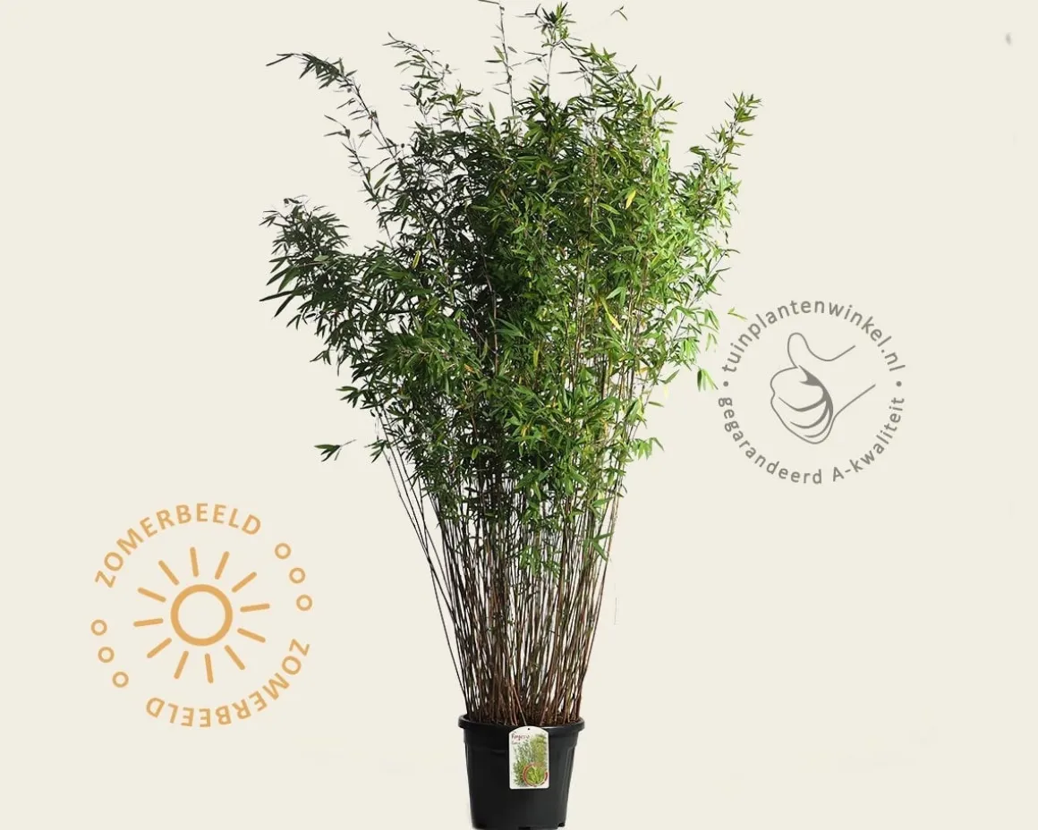 Fargesia nitida 'Gansu'