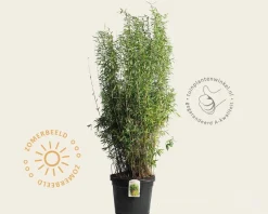 Fargesia nitida 'Volcano'