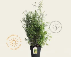 Fargesia nitida 'Volcano'